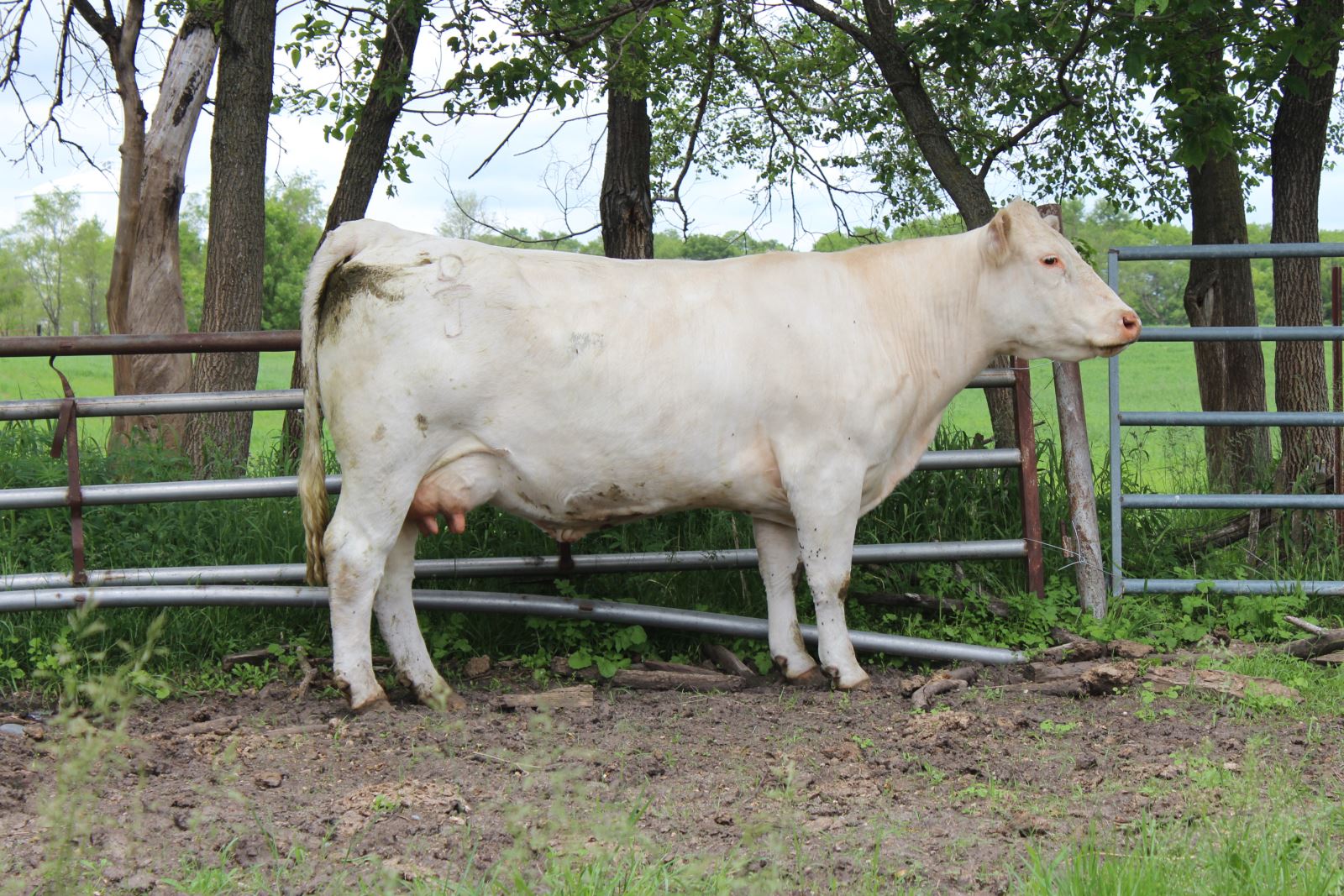 Charolais Cows for sale
